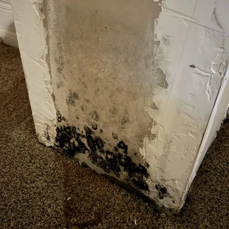 Professional Mold Removal in Hays, KS